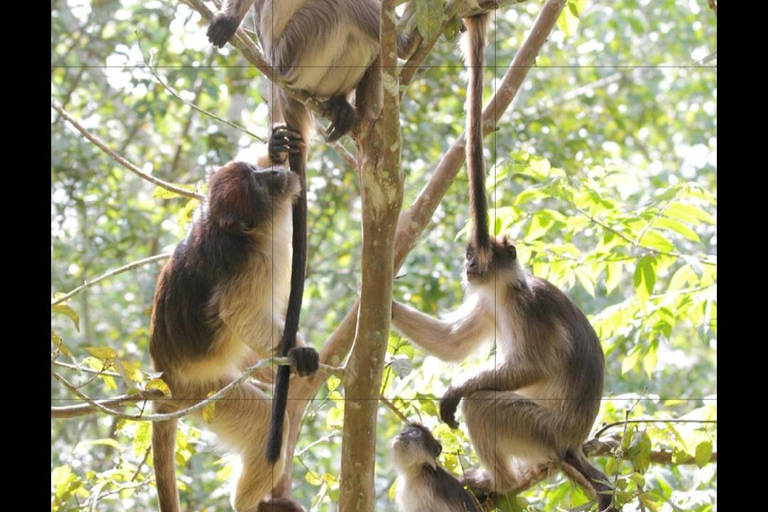 Bigodi Wetland Walk Primates & Birds near Kibale NP