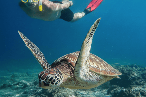 Mirissa: Ocean Magic Snorkeling with Turtles