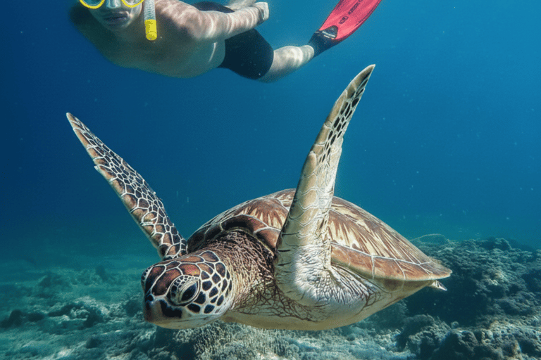 Mirissa: Ocean Magic Snorkeling with Turtles