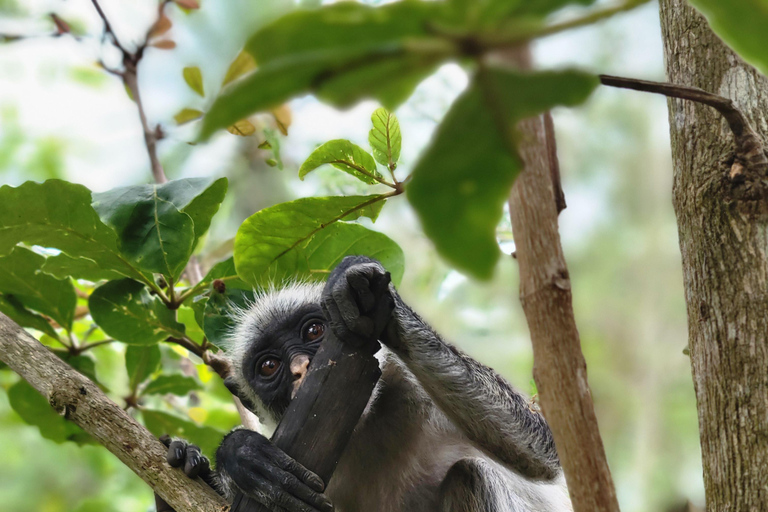 Zanzibar: tour guidato della foresta di Jozani con trasferimento in hotel