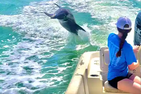 Marco Island: Private Shelling & Dolphin Excursion