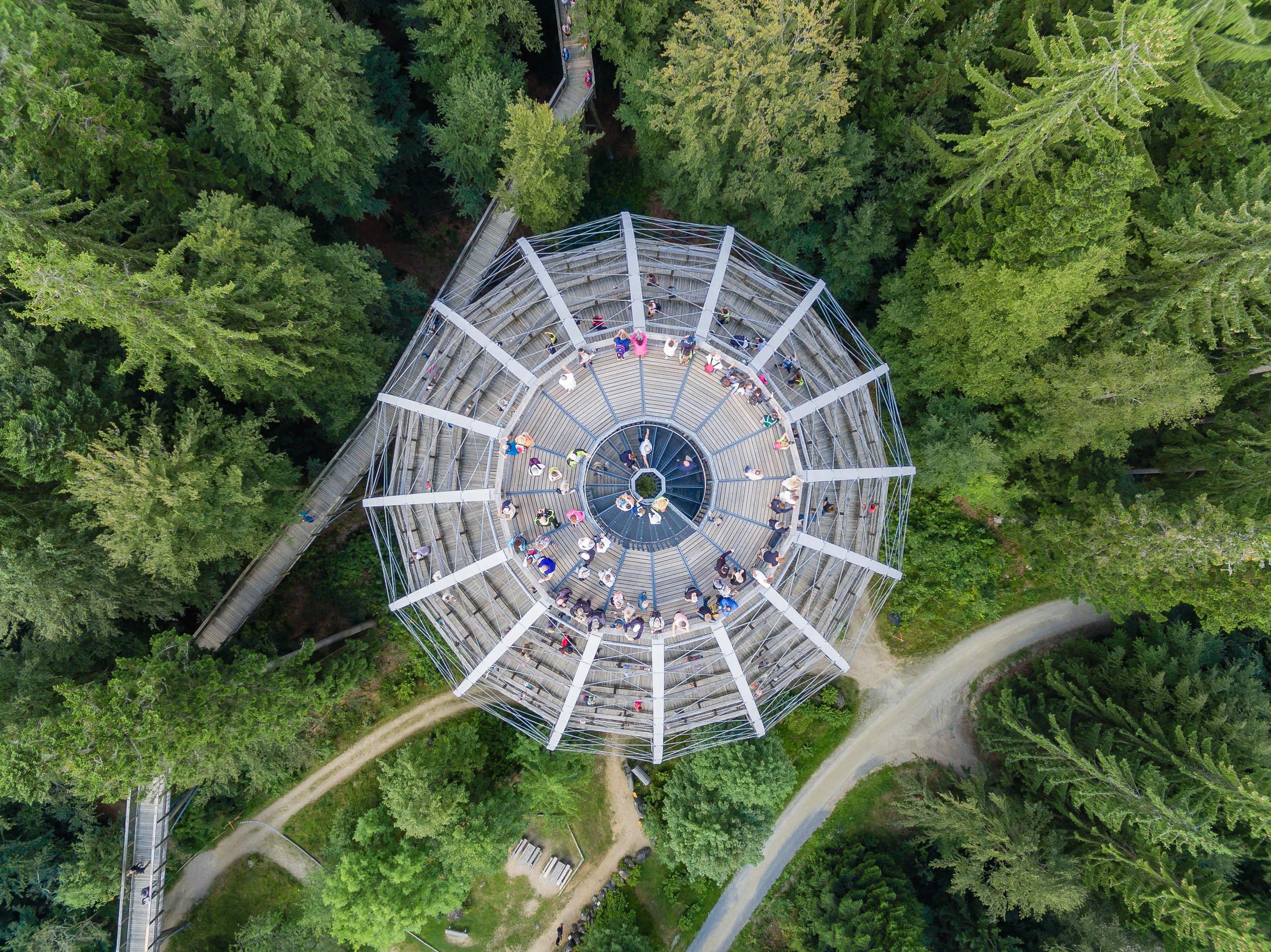 Baumwipfelpfad Bayerischer Wald: Entdecke die Welt der Baumwipfel