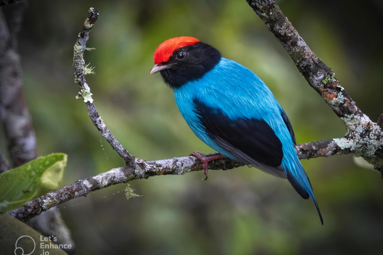 São Paulo & Atlantic Forest: Serra do Mar State Park Tour