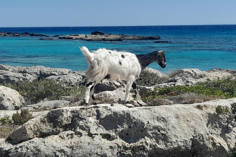 Dagsutflykt till Elafonissi och Falassarna privat strand (med SUP)elaf falas