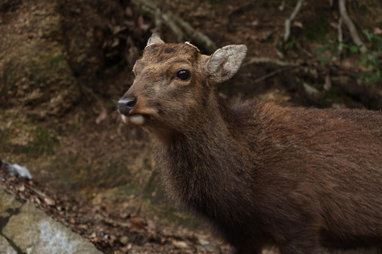 Prywatna wycieczka do Hiroszimy, Miyajimy i Kopuły Bomby AtomowejHiroszima Miyajima i kopuła bomby - prywatna wycieczka