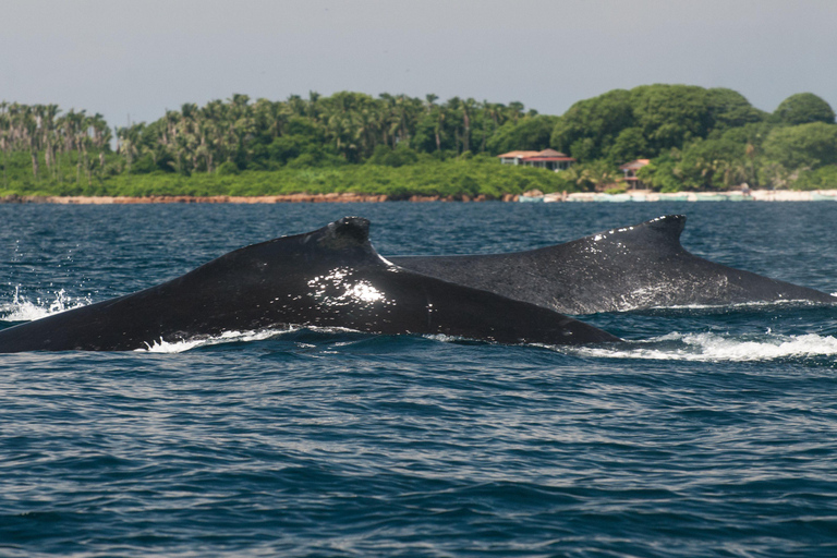 Pedasi: Whale Watching Tour + Isla Iguana