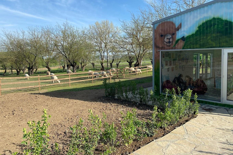 From Baku: Alpaca Farm Tour with Transfers