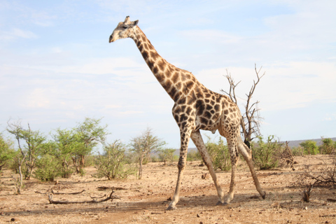 Victoria Falls: Safari game drive tour 3 hours