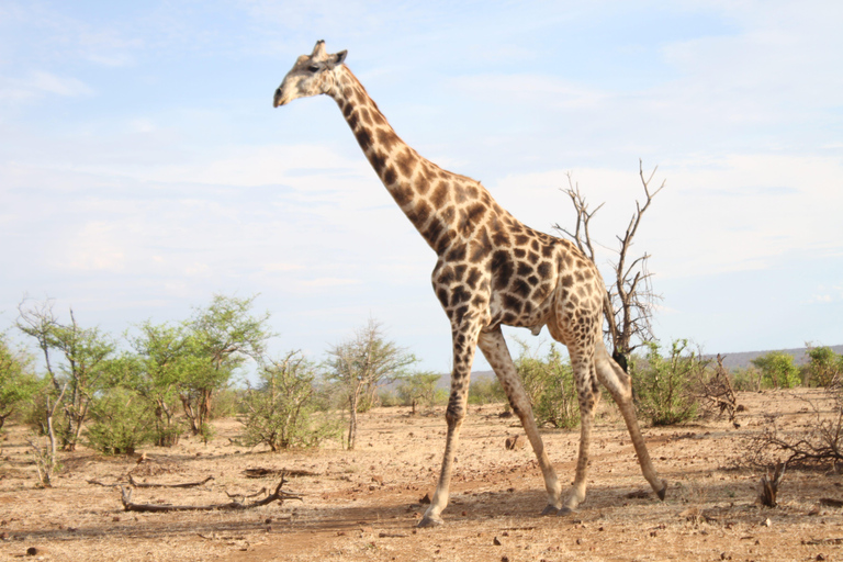 Victoria Falls: Safari game drive tour 3 hours