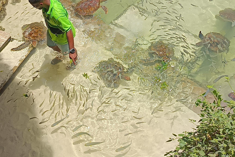 Swimming with turtles at The Lagoons Zanzibar in Nungwi Pickup from Nungwi/kendwa without entrance tickets (10$pp)