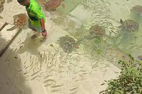 Swimming with tirltes at The Lagoons Zanzibar in Nungwi
