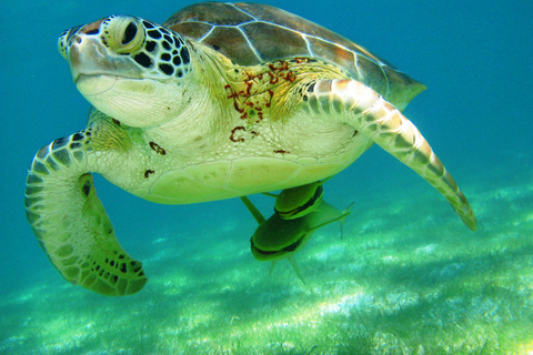 Akumal: Tsuuk Park Entry with Turtles Snorkeling Tour