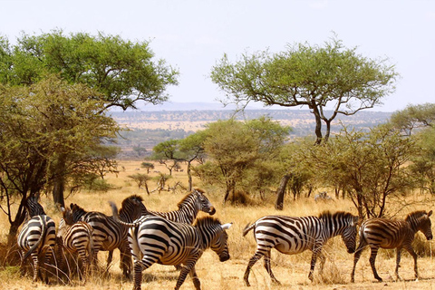 3 jours, 2 nuits de safari à Tsavo au départ de Nairobi