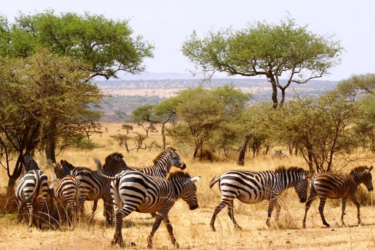 3 jours, 2 nuits de safari à Tsavo au départ de Nairobi