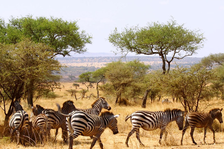 Safari de 3 días y 2 noches a Tsavo desde Nairobi