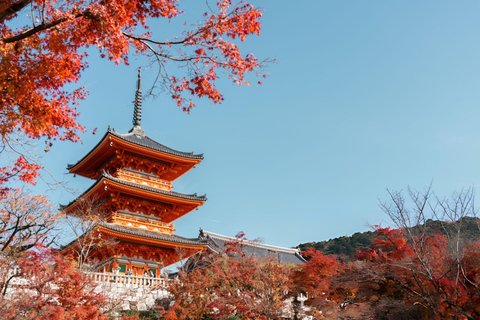 Best of Kyoto: Guided Full Day or Half-Day Tour with a Local Private: Guided Full Day Tour with a local