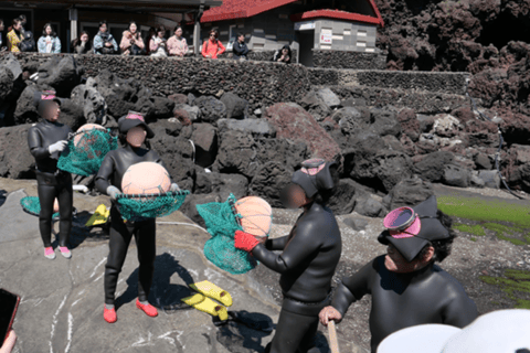 Jeju: Winter East Snow, Camellia, Tangerine Picking Tour