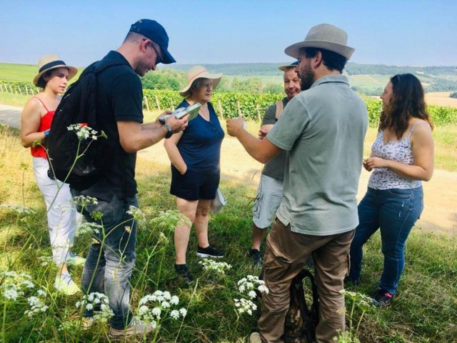 Visit Troyes Guided Vineyard Hike & Champagne Tasting Experience in Troyes