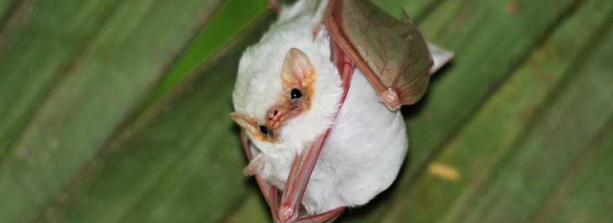 Visite du parc national de Carara