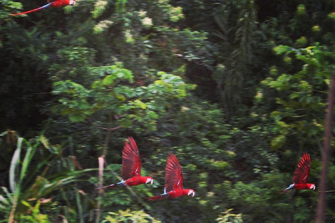 Puerto Maldonado: Excursão à argila das araras chuncho em TambopataPuerto Maldonado: Excursão à Tambopata para ver araras-chuncho e o barro