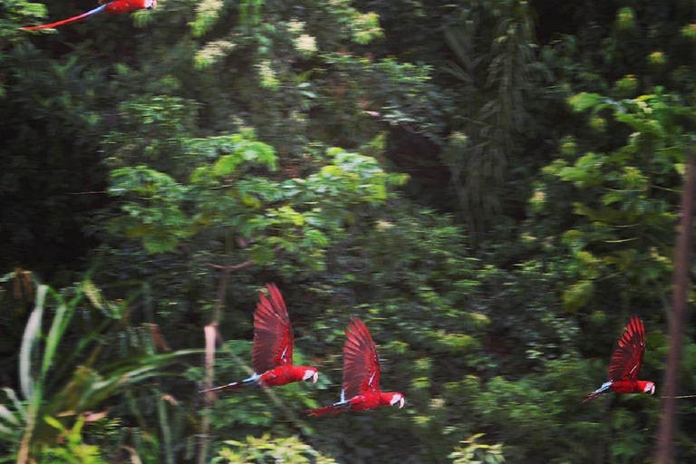 Puerto Maldonado: Excursão à argila das araras chuncho em TambopataPuerto Maldonado: Excursão à Tambopata para ver araras-chuncho e o barro