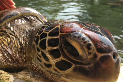 Gewürztour, Steinstadt, Insel Pongwe, Schildkröten, Kajak