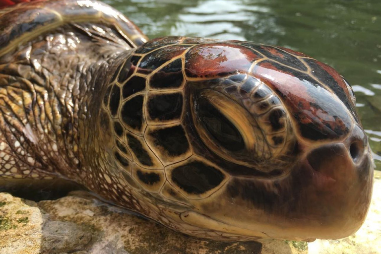 Gewürztour, Steinstadt, Insel Pongwe, Schildkröten, Kajak