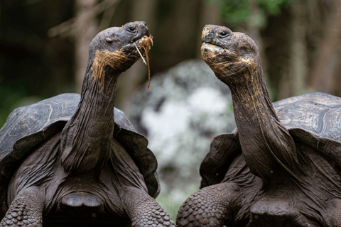 Tour de 9 días al aire libre en Galápagos