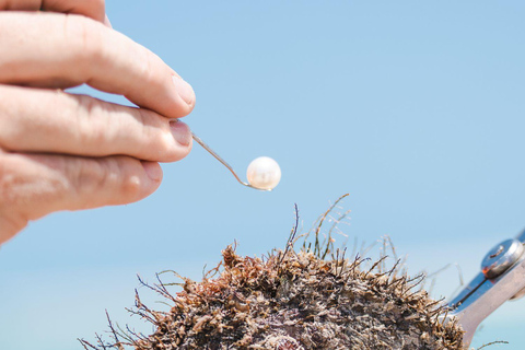 珀斯：亲自采集珍珠体验珀斯 (Perth) 收获珍珠的茶点体验
