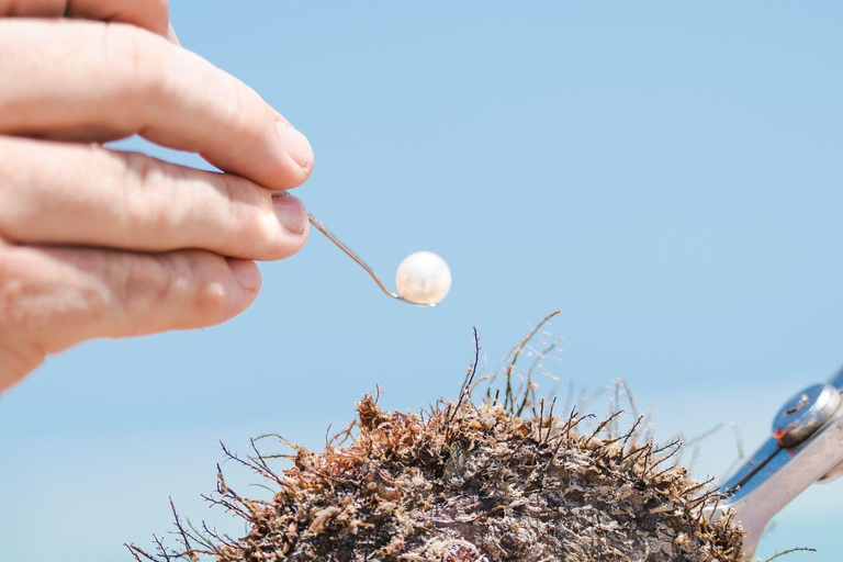 珀斯：亲自采集珍珠体验珀斯 (Perth) 收获珍珠的茶点体验