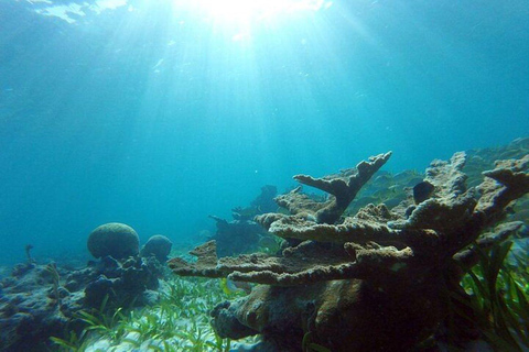 Cancún: Zwemmen met schildpadden, rif, onderwatermuseum tour