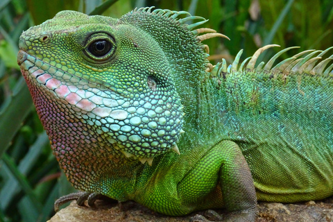 L&#039;île aux iguanes et l&#039;écotourisme de la mangrove : une période passionnante