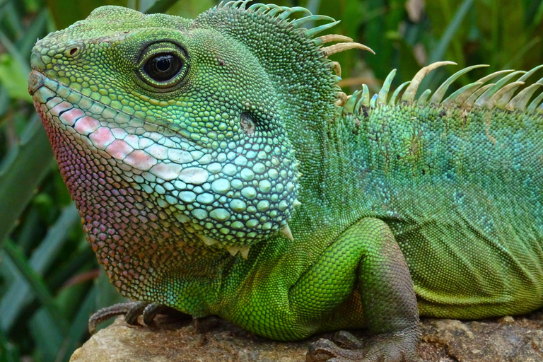 Iguana eiland en mangrove eco-tour spannende tijd