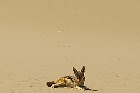 Walvis Bay: Katamaran-Kreuzfahrt und Sandwich Harbour Tour