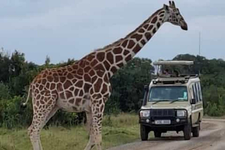 Nairobi: Ol Pejeta Conservancy Day Trip with Game Drives