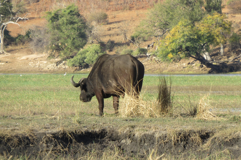 Zimbabwe: 7-Day Victoria Falls, Hwange & Matobo Tour