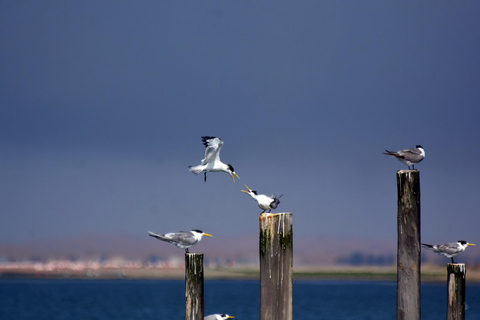 Walvis Bay: Obserwacja ptaków i wycieczka fotograficzna