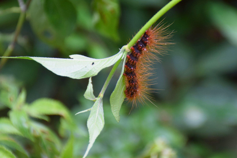 البرية: جولة مشي لمسافات طويلة ومشاهدة النجوم في خاو ياي لمدة يومينجولة المجموعات الصغيرة
