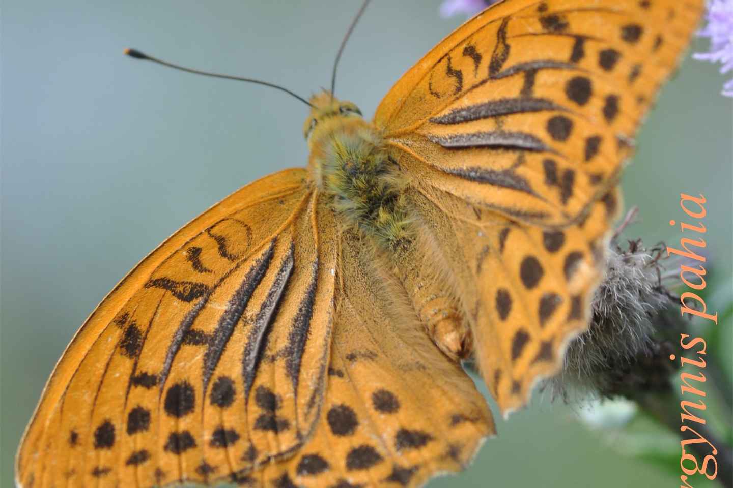 BUTTERFLIES - WATCHING