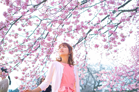 Cherry Blossom Tour from Seoul: Nami, Rail Bike & Alpaca C. Cherry Blossom B + Nami Island