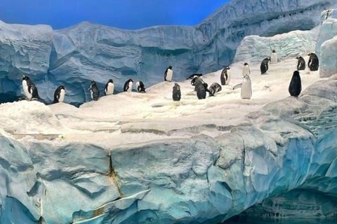 Abu Dhabi: SeaWorld Entry Ticket with Private SUV Transfer Abu Dhabi: SeaWorld Entry Ticket with KIA Carnival Transfer