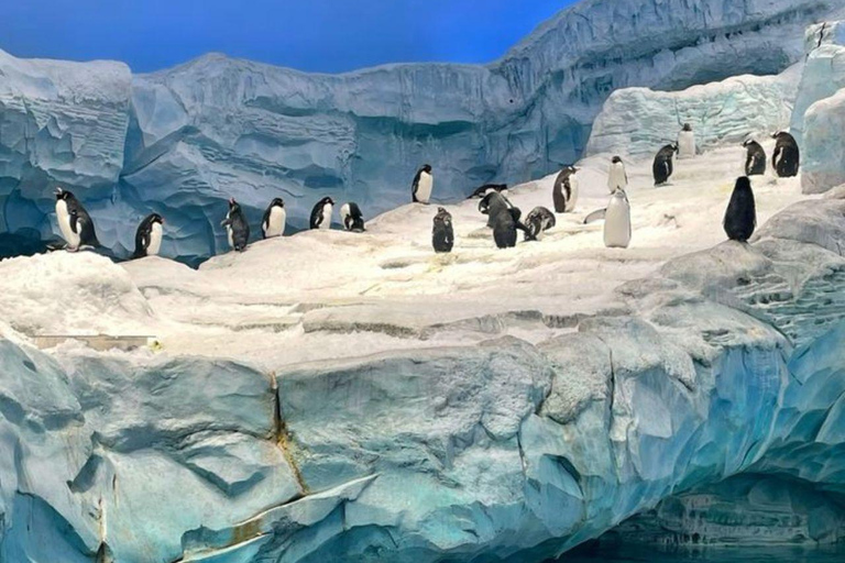 Abu Dhabi: SeaWorld Entry Ticket with Private SUV Transfer Abu Dhabi: SeaWorld Entry Ticket with KIA Carnival Transfer