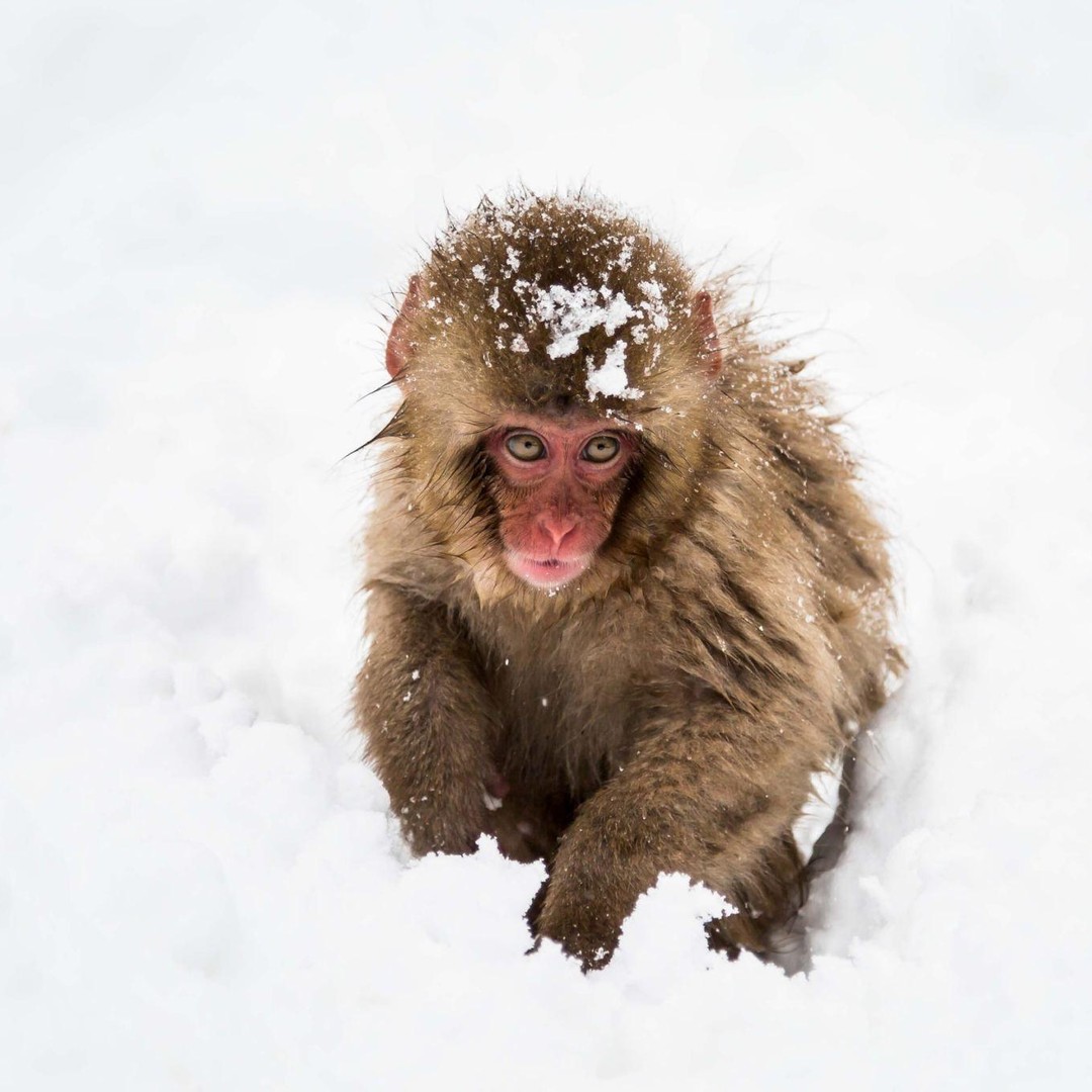 From Nozawa Onsen: Snow Monkeys and Zenko-ji Day Trip & Sake