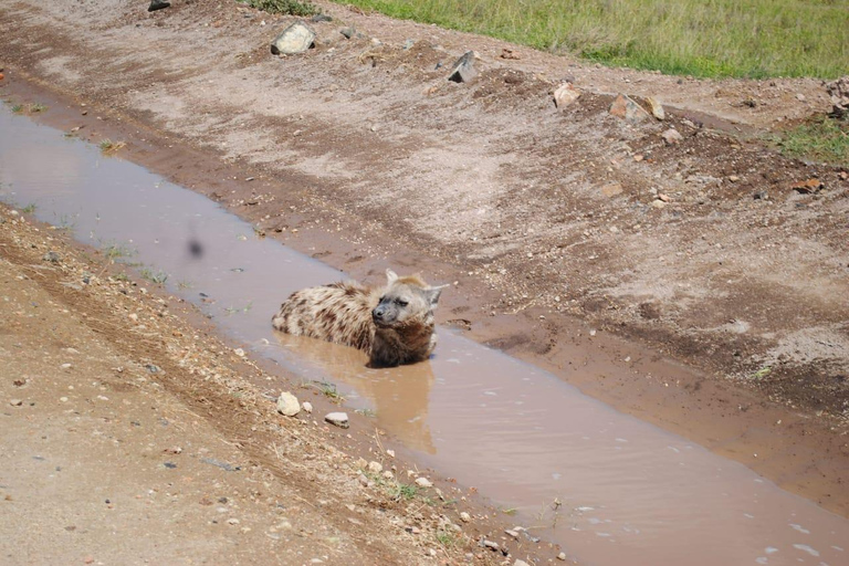 Visite d&#039;une demi-journée du parc national de Nairobi