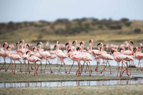 Arusha: Lake Natron 3-Day Tour with Maasai Village Visit