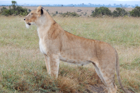 Nairobi National Park: 5 Hour Wildlife Viewing Experience