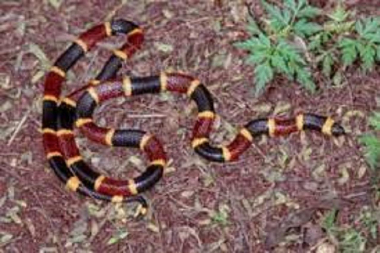 3-Day Amazon Expedition: Jungle, River & Wildlife Tour