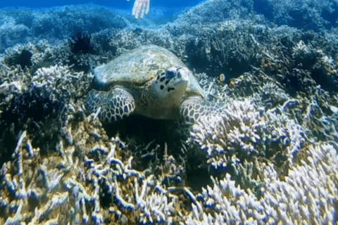 Lombok: 3 Gili Snorkeling Trip with Turtles, Statues & GoPro Starting from Lombok (Round trip Hotel transfer)