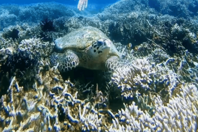 Lombok: 3 Gili Snorkeling Trip with Turtles, Statues & GoPro Starting from Lombok (Round trip Hotel transfer)