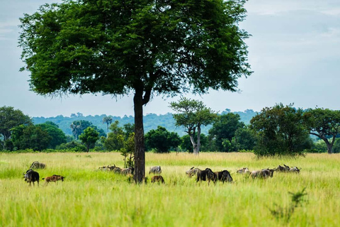 From Zanzibar: Mikumi Safari Day Trip with Flights and Lunch Mikumi Shared Safari without hotel transfer